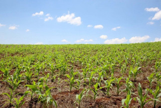 Plantio da safrinha de milho vai à 82% no Mato Grosso do Sul