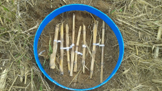 Resíduos orgânicos são capazes de controlar o fungo causador da podridão em colmos de milho