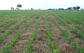 Técnicas agrícolas reduzem dependência do Brasil por adubos químicos