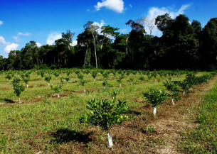 Citricultura brasileira terá estoques de carbono e fauna mapeados