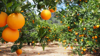 Governo reajusta preços mínimos para laranja, trigo e café