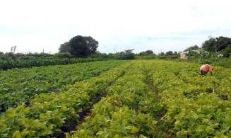 Governo Federal abre crédito de R$ 1,2 bilhão para agricultores familiares afetados pela estiagem