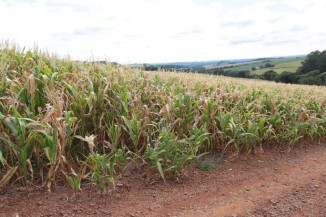 Governo regulamenta desconto de 35,2% nos financiamentos para produtores rurais atingidos pela seca