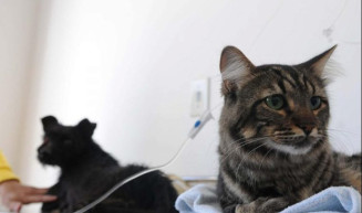 Projeto prevê trânsito preferencial para ambulâncias veterinárias