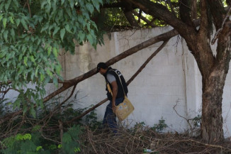 Com a chuvarada, casos de dengue voltam a crescer