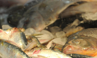Pesquisa do Procon aponta diferença de 98% no preço do bacalhau em Dourados