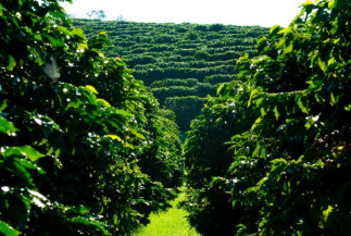 Conab realiza pesquisa de campo para o 2° Levantamento da Safra de Café 2022