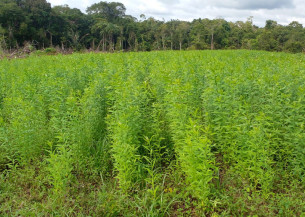 Técnicas conservacionistas garante agricultura em solos arenosos