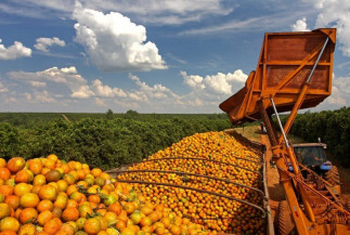 Safra de laranja 2021/22 é encerrada com produção total de 262,97 milhões de caixas