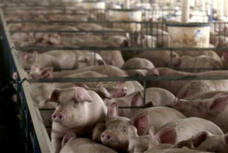 Suinocultura Sul-mato-grossense apresenta crescimento de 16,5% em momento desafiador