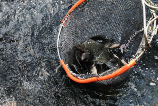 Conab divulga edição especial sobre setor de aquicultura e pesca