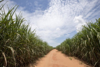 Cana-de-açúcar deve ter aumento de produção na safra 2022/2023