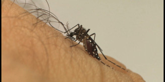 Casos de dengue aumentam 113,7% nos quatro primeiros meses de 2022