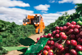 Produção de café da América do Sul representa 46% da safra mundial