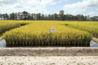 Embrapa destaca cultivares com melhor desempenho de mercado nos seus 49 anos