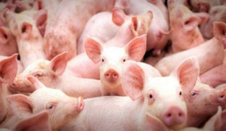 A Suinocultura em Mato Grosso do Sul também se beneficiará com o status de área livre de aftosa