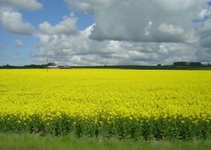 Projeto traçado de sustentabilidade da cadeia produtiva da canola