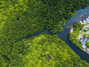 Relatório da FAO mostra que desmatamento global caiu 30%