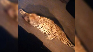 Onça-pintada é encontrada morta às margens de rodovia federal em MS