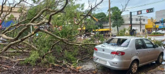 Casal que teve carro atingido por árvore quer indenização de R$ 44 mil