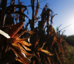Alta no custo de produção de milho leva agricultores a adotarem novas estratégias