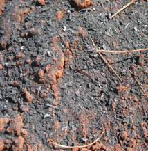 Pesquisas com biovão apontam caminhos para a menor dependência na concessão de fertilizantes