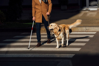 Plenário votará autorização de acesso para cão de apoio emocional