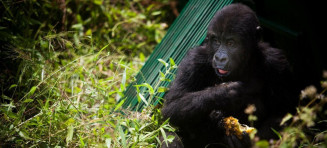 Um milhão de espécies animais e vegetais estão ameaçadas de extinção