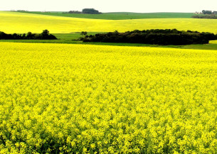 Aplicativo gratuito ajudará o produtor a acompanhar todo o ciclo de plantio da canola