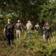 PF conclui investigação das onças mortas por envenenamento no Pantanal