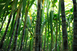 Mapa registra mais 20 defensivos de controle biológico, incluindo produtos para uso na agricultura orgânica