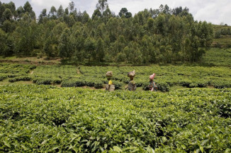 FAO enfatiza importância da sustentabilidade no setor do chá