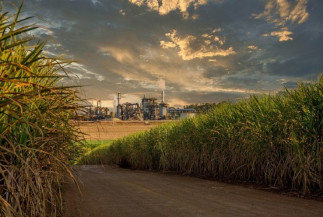 Safra de cana-de-açúcar no Centro-Sul atinge 63,67 milhões de toneladas processadas até 15 de maio