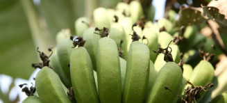 FAO lista 5 doenças de plantas que a crise climática está agravando