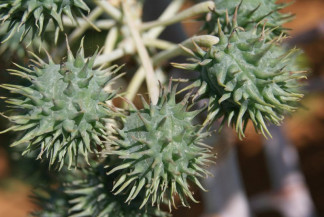 Publicado zoneamento agrícola de risco climático para o cultivo da mamona na safra 2022/2023