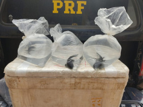 Polícia resgata dez salamandras sendo transportadas sem licença e em maus tratos