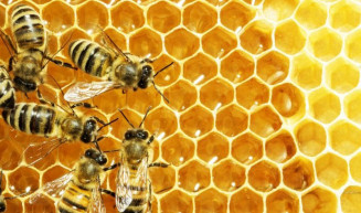 Comissão de Meio Ambiente aprova regras para a criação de abelhas sem ferrão