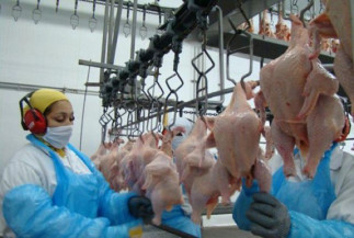 Abate de aves e suínos segue com redução mais incisiva que a produção industrial