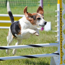 Debatedores divergem sobre o uso de animais domésticos em eventos esportivos