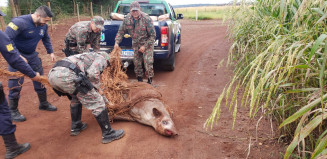 Polícia Militar Ambiental e Guarda Municipal de Dourados capturam anta de 250 kg em escola de futebol