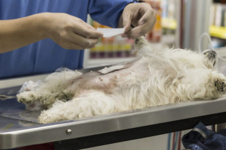 Aberta nova etapa para cadastro de castração de cães e gatos