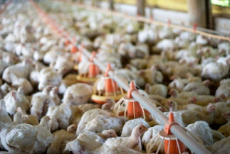 Contrariando expectativas, custo de produção do frango voltou a subir em maio