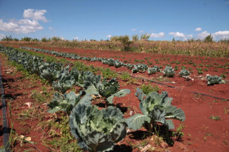 Terceira edição de plano sobre agroecologia e produção orgânica está sendo concluída por grupo de trabalho do Mapa