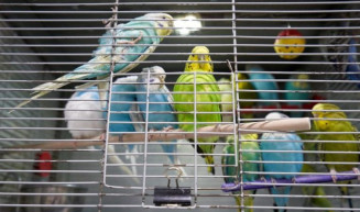 Comissão aprova facilitação da criação doméstica de aves nativas e exóticas