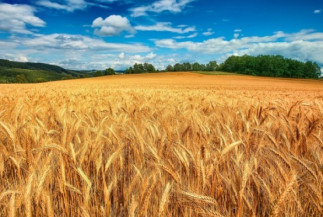 Trigo mais eficiente evita perdas de fertilizantes
