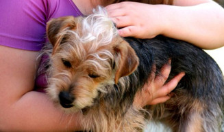 Comissão aprova proposta que prevê possibilidade de guarda compartilhada de animais