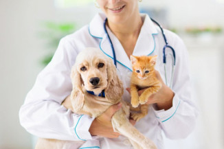 Guia de Uso Racional de Antimicrobianos para Cães e Gatos já está disponível