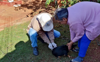 Dourados segue com vacinação antirrábica itinerante