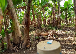 A idade da plantação de banana e as práticas de manejo afetam as emissões de gases de efeito estufa