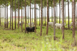 Linhas de crédito do Plano Safra auxiliam no fomento da sustentabilidade agrícola brasileira